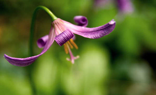 Jual Poster Flowers Flower 291APC