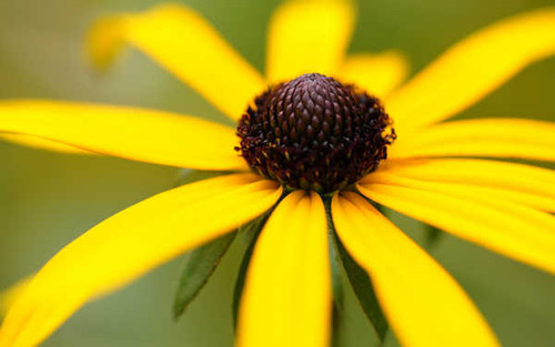 Jual Poster Flowers Flower 304APC