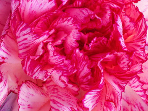 Jual Poster Flowers Flower 344APC