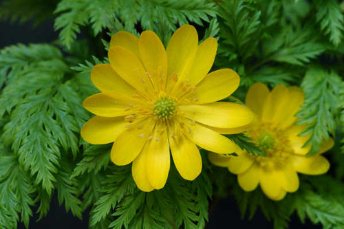 Jual Poster Flowers Flower 364APC