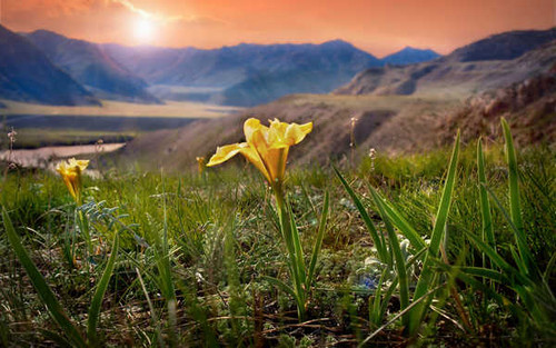 Jual Poster Flowers Flower 367APC