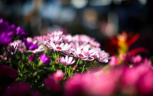 Jual Poster Flowers Flower 370APC