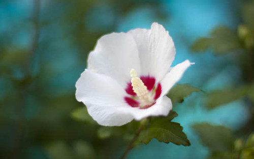 Jual Poster Flowers Flower 392APC