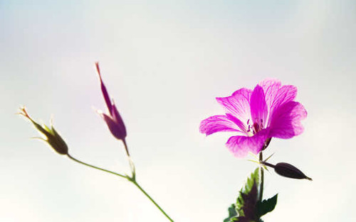 Jual Poster Flowers Flower 417APC