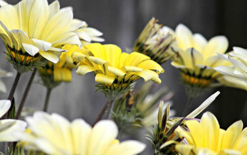 Jual Poster Flowers Flower 451APC