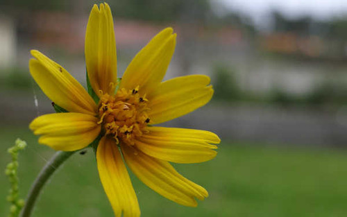 Jual Poster Flowers Flower 458APC