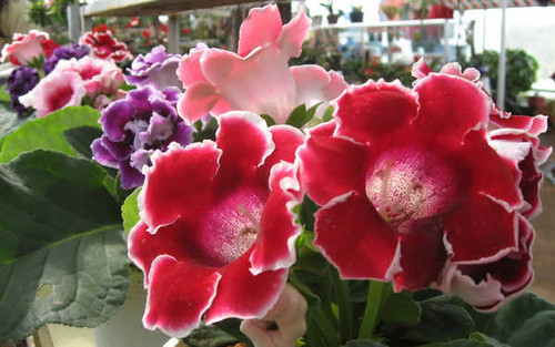 Jual Poster Flowers Flower 466APC