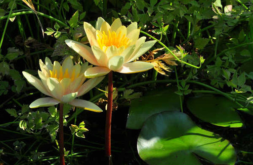 Jual Poster Flowers Flower 479APC