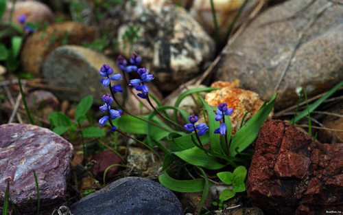 Jual Poster Flowers Flower 487APC