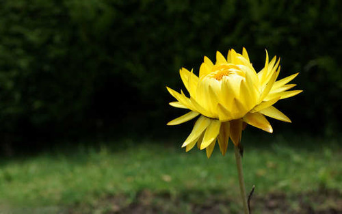 Jual Poster Flowers Flower 516APC