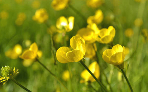 Jual Poster Flowers Flower 534APC