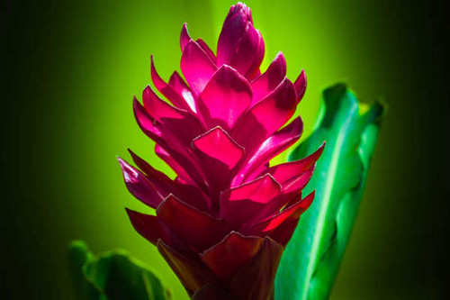 Jual Poster Flowers Flower 535APC