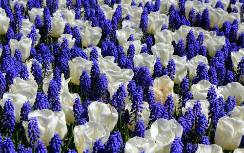 Jual Poster Flowers Flower 541APC