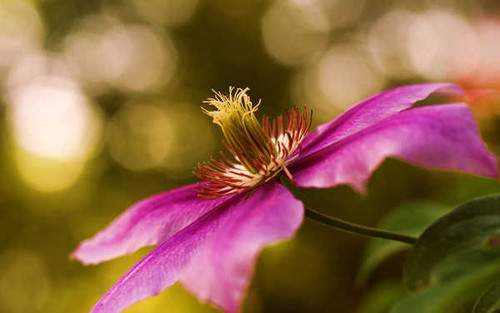 Jual Poster Flowers Flower 564APC