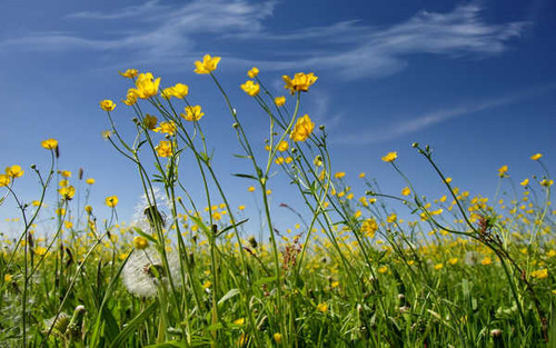 Jual Poster Flowers Flower 594APC