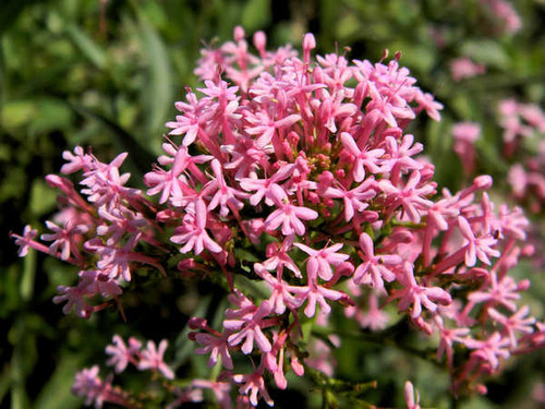 Jual Poster Flowers Flower 605APC