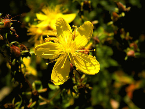 Jual Poster Flowers Flower 607APC