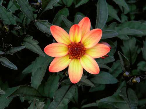 Jual Poster Flowers Flower 618APC