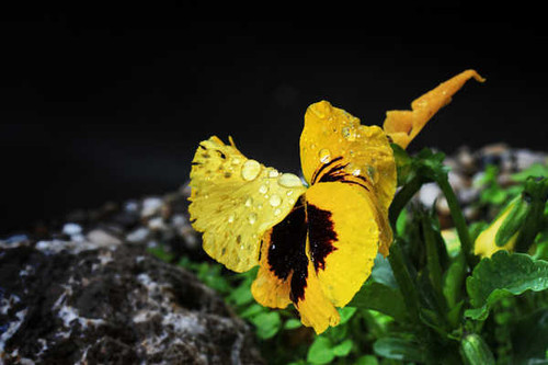 Jual Poster Flowers Flower 629APC