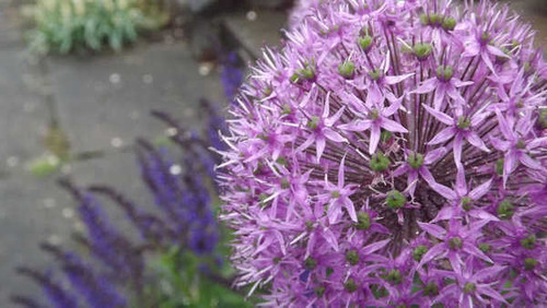 Jual Poster Flowers Flower 636APC