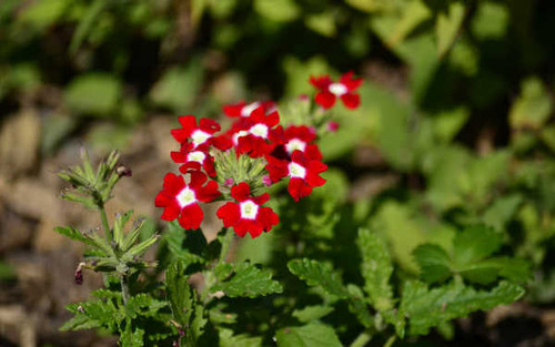 Jual Poster Flowers Flower 637APC