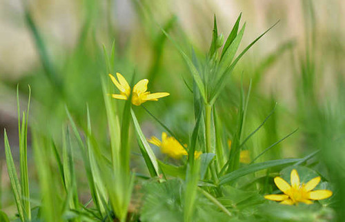 Jual Poster Flowers Flower 648APC