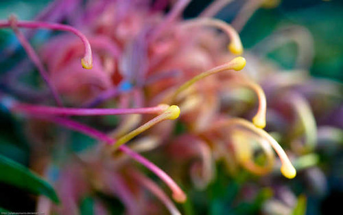 Jual Poster Flowers Flower 680APC