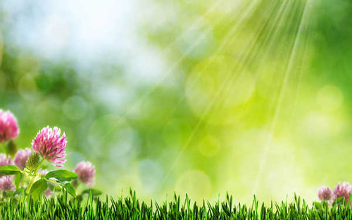 Jual Poster Flowers Flower 685APC