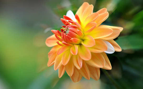 Jual Poster Flowers Flower 700APC