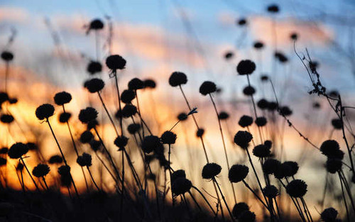 Jual Poster Flowers Flower 710APC