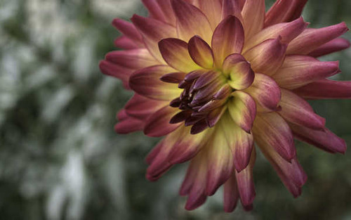 Jual Poster Flowers Flower 712APC