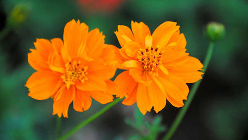 Jual Poster Flowers Flower 715APC