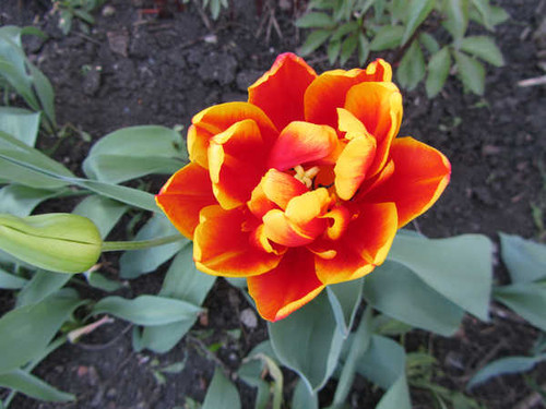 Jual Poster Flowers Flower 721APC