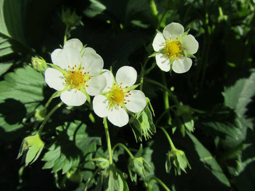 Jual Poster Flowers Flower 726APC