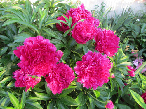 Jual Poster Flowers Flower 733APC