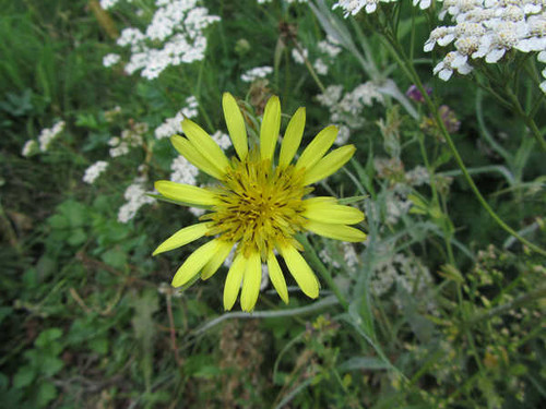 Jual Poster Flowers Flower 737APC