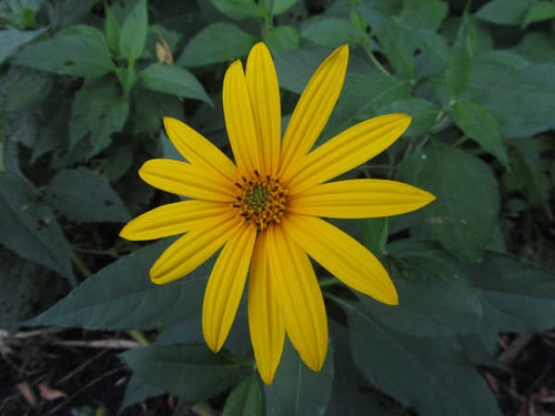 Jual Poster Flowers Flower 738APC