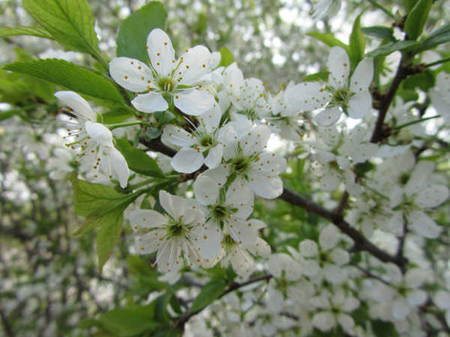 Jual Poster Flowers Flower 742APC