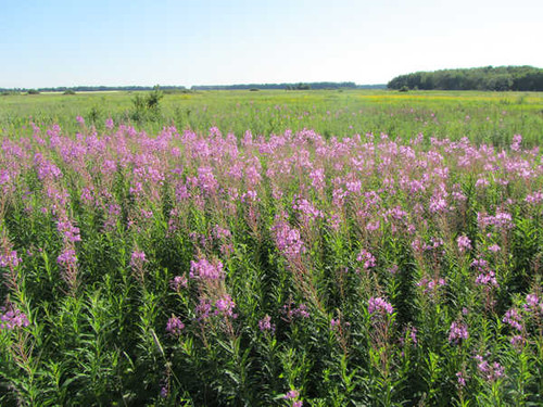 Jual Poster Flowers Flower 745APC