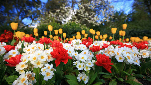 Jual Poster Flowers Flower 752APC