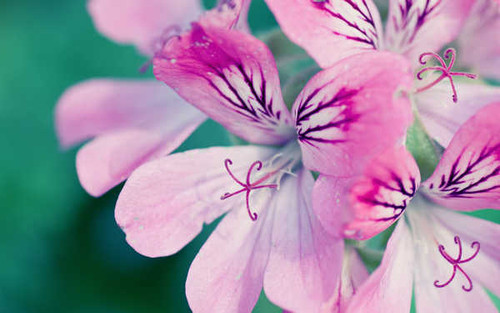 Jual Poster Flowers Flower 757APC