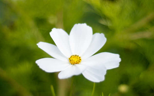 Jual Poster Flowers Flower 760APC