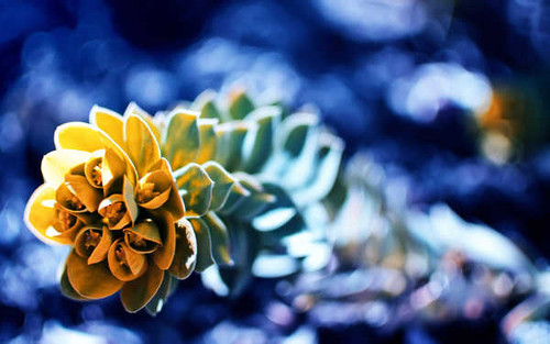 Jual Poster Flowers Flower 765APC