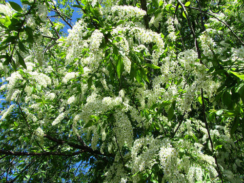 Jual Poster Flowers Flower 785APC