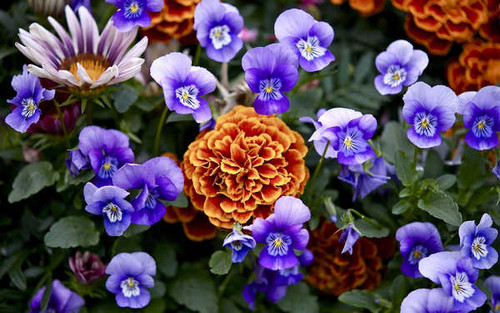 Jual Poster Flowers Flower 804APC