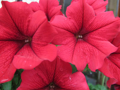 Jual Poster Flowers Flower 807APC