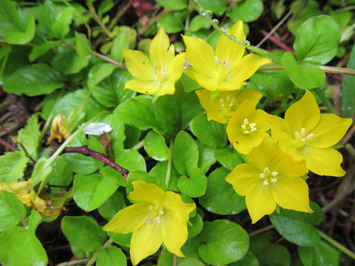 Jual Poster Flowers Flower 811APC