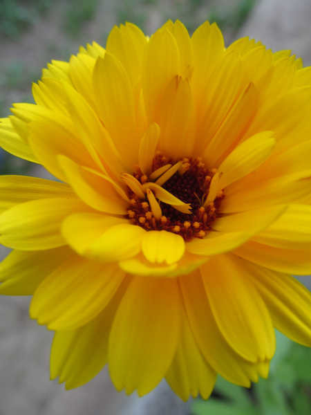 Jual Poster Flowers Flower 815APC