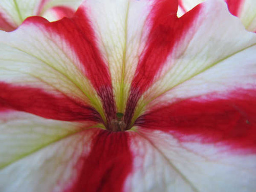 Jual Poster Flowers Flower 816APC