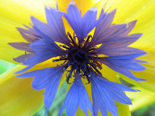 Jual Poster Flowers Flower 823APC